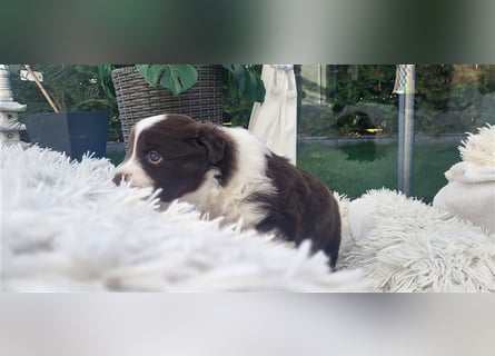 Mini Australian Shepherd Welpen