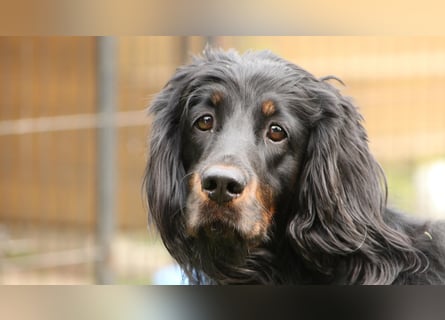 2 liebenswerte Gordon Setter aus Liebhaberzucht suchen Kuschelpartner