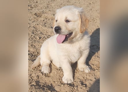 Golden Retriever Welpen/Creme x Dark Golden