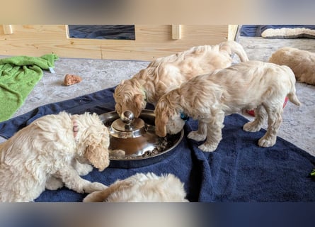 Wunderschöne Goldendoodle-Mix Welpen