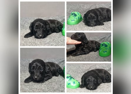 Australiandoodle - Traumwelpen aus langjähriger Familienaufzucht. KEINE Arbeitslinie.
