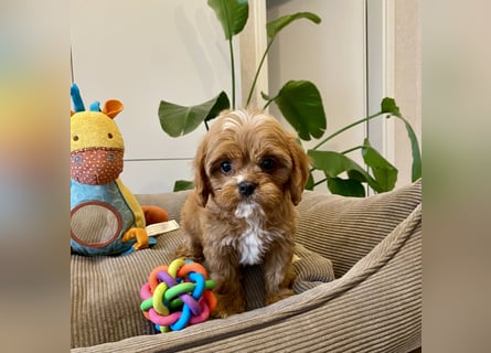 Cavapoo, Pudel, Cavalier King Charles Spaniel
