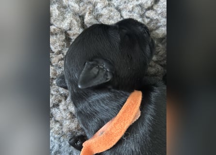 Mittelschnauzer Welpe Rüde