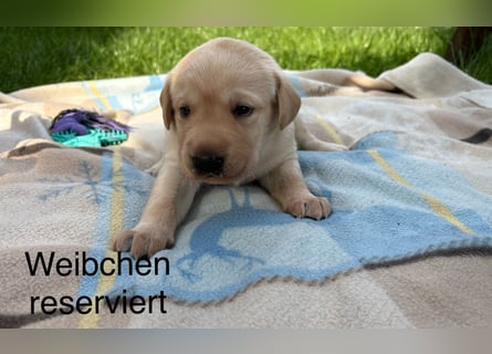 Labrador Welpen Rüden