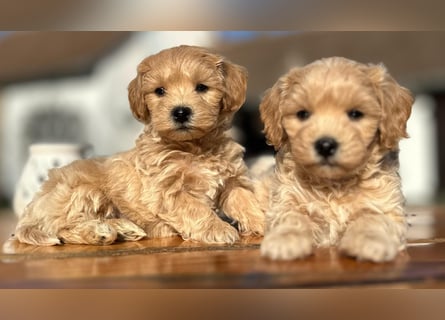 Rarität. Echte Teddybär Maltipoo Welpen in tollem Apricot abzugeben. Malteser/Pudel