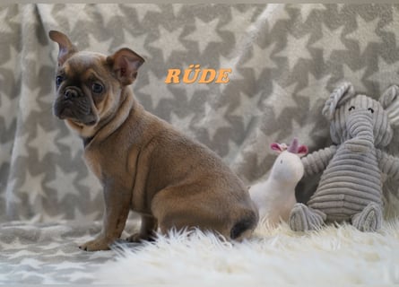 Bezaubernde  & Freiatmende Französische Bulldogge Babys auf Familiensuche