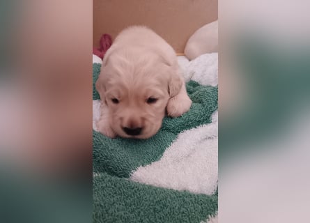 Zuckersüße Golden Retriever Welpen
