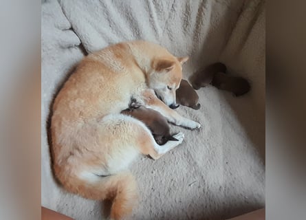 Wunderschöne Shiba Inu Welpen suchen ein liebevolles Zuhause!