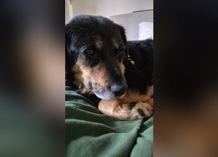 Zuhause gesucht für Chiko – sensibler Schatz mit großem Herz