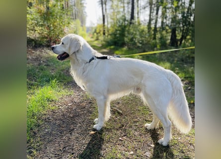 Golden Retriever Welpen vom Züchter – liebevoll & familiär aufgezogen