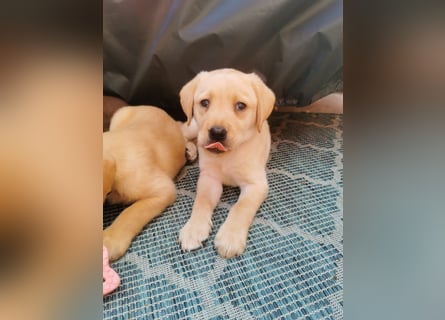 Reinrassige Labradorwelpen