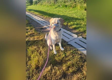 Labrador Golden Retriever Mix 