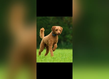 Labradoodle F1 Welpen aus Familienzucht vom Züchter 