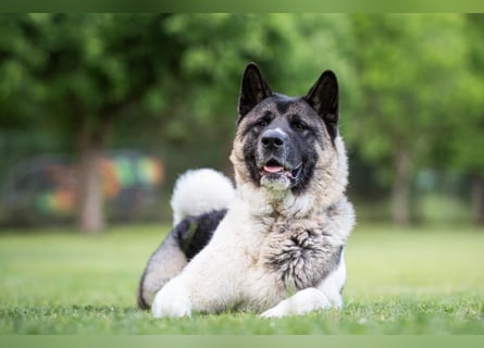 Kendo - ruhiger, ausgeglichener Familienhund - Tierhilfe Franken e.V.