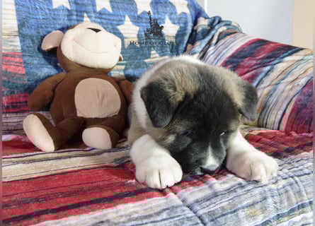 Echter reinrassiger American Akita Rüde