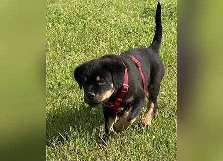 Reinrassige Rottweiler Welpen ,  Abholung bereit Sportliche leistung  Zucht