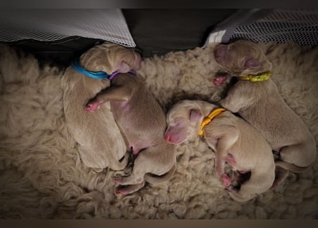 Weimaraner-Mix Welpen aus liebevoller Verpaarung – 12 kleine Wunder suchen ihr Zuhause