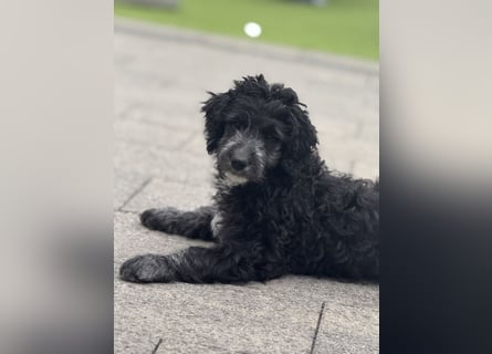 Genau ich suche ein Körbchen für immer bin der letzte aus dem Wurf
