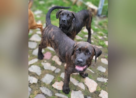 Mischlingswelben Cane Corso / Rottweiler Welpen