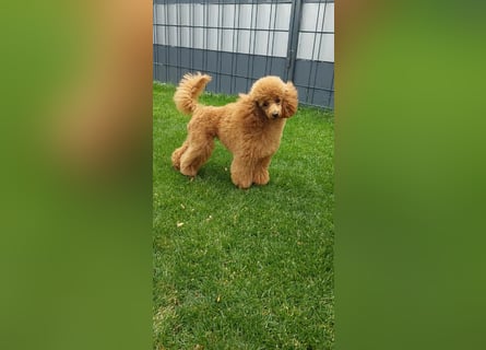 Toypudel/Zwergpudel mit Pedigree Ahnentafel