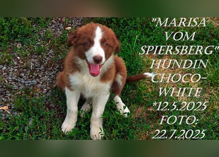 Border Collie-Welpen , black-,choco-,red-white und red-merle