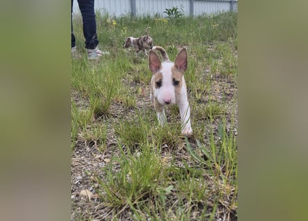 Mini bullterrier - Australian shepherd mix welpen