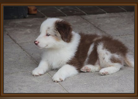 Australian Shepherd - Traumwelpen -KEINE Arbeitslinie-aus langjähriger Familienaufzucht.