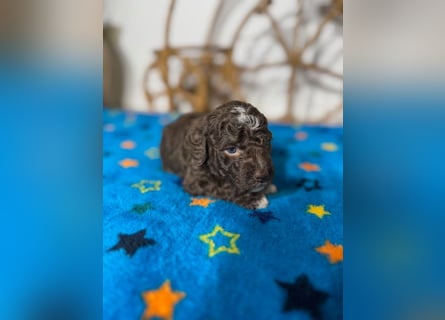 Lagotto Romagnolo Puppy FCI