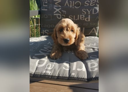 Bezaubernde English Cockerdoodle dürfen umziehen