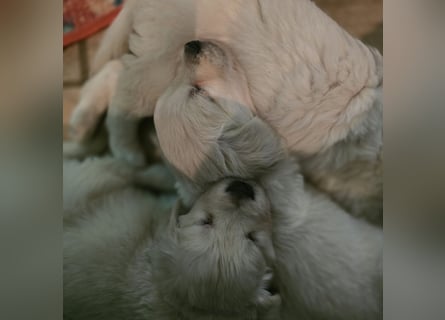 Golden Retriever Welpen suchen .....