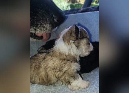Maltipoo in zauberhaften Farben