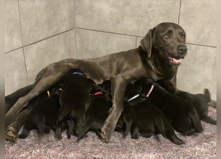 Reinrassige, schwarze Labrador-Welpen von der Mecklenburger Seenplatte
