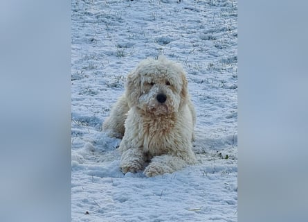 GOLDENDOODLE Traum ! Bezaubernde Welpen aus langjähriger+überprüfter Familienaufzucht.