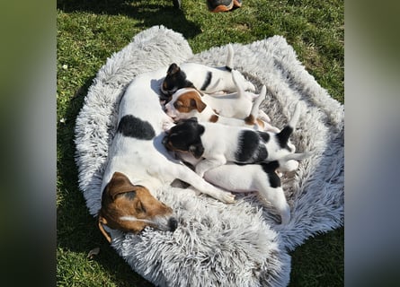 5 wunderschöne Jack Russel Terrier Welpen