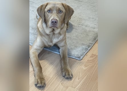Labrador 11 Monate in erfahrene Hände