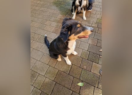 Balou AustralianSheperd/Border Collie MIx