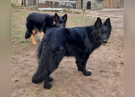 Altdeutsche Schäferhund Hündin