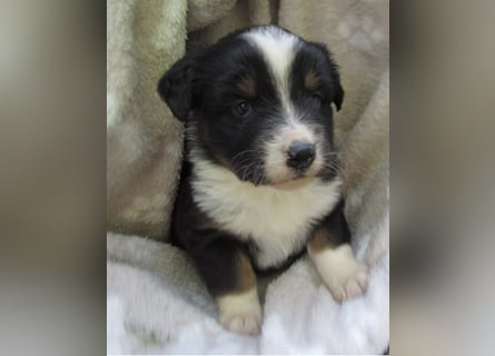 Mini Aussie Welpen Miniatur Australian Shepherd Welpen Welpe