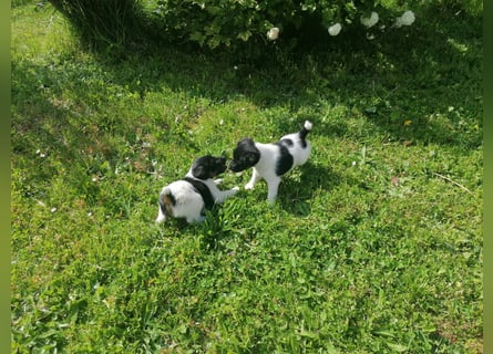 Foxterrier 