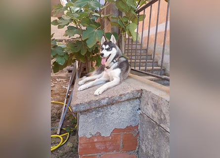 Lena: Familienhund sucht Familie