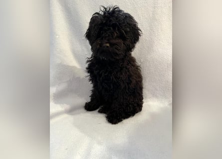 Wunderschöne Mini/Medium Goldendoodle Hündin in schwarz-braun zu verkaufen 6 Monate alt max.38cm