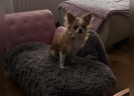 Süße, kleine Maus, sucht liebevolle Familie