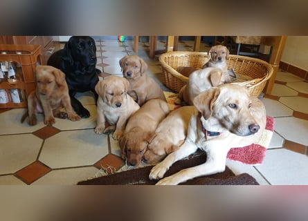 Labrador Welpen Hündinnen / Rüde in Fox- red - USA Line