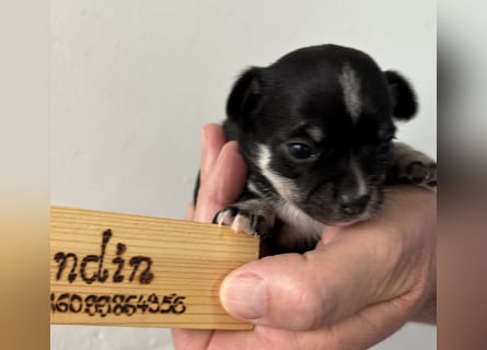 Chihuahua Welpen ab 22.08 abzugeben