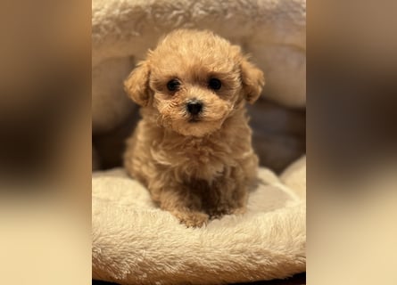 Sehr gesunde Maltipoo welpen in abricot und créme farben.