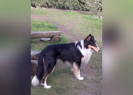 Colliewelpen - Urtyp - mittellanges Haar - abgabebereit