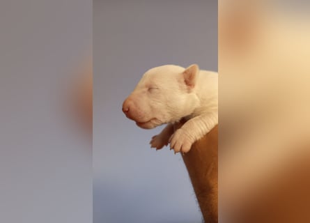 Miniatur Bullterrrier Welpe Rüde