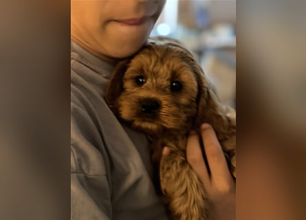Cockapoo. F1 American Wurfankündigung Mai 2025