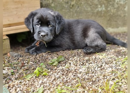 Edle Labrador Welpen mit Ahnentafel, Nachkommen von Champions