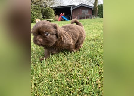 Maltipoo Mischlingswelpen Allergikergeeignet und kleinbleibend suchen neue Familien